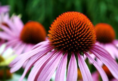 How To Use The Superflower Echinacea