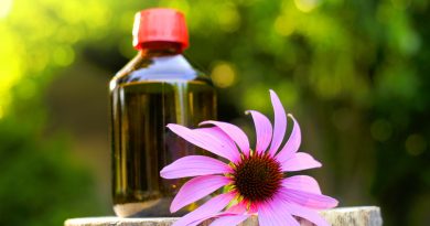 Echinacea Tincture Recipe For Your Immune System