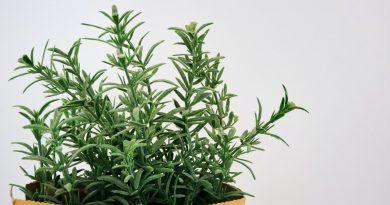 Rosemary (Salvia rosmarinus)